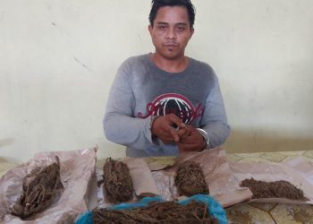 Ganja dari Medan Diedarkan di Jawa Maraja Bah Jambi