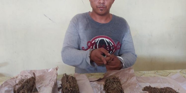 Ganja dari Medan Diedarkan di Jawa Maraja Bah Jambi