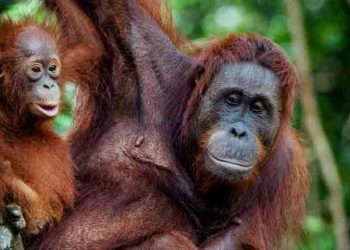 Tengkorak Bayi Orang Utan Ditemukan Terkubur di Bawah Pohon di Karo