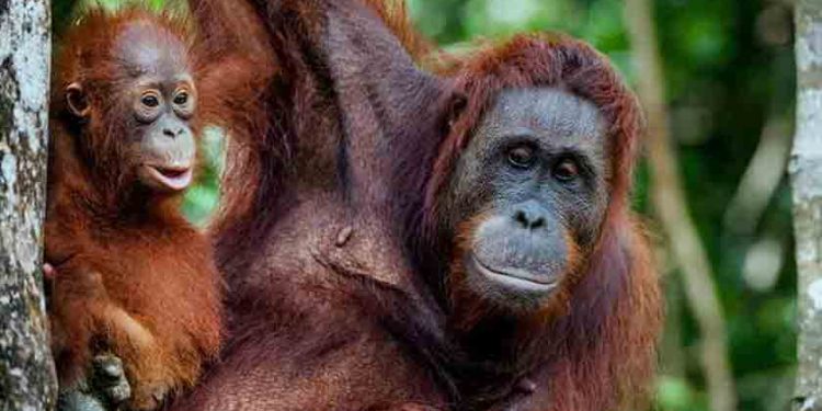 Tengkorak Bayi Orang Utan Ditemukan Terkubur di Bawah Pohon di Karo