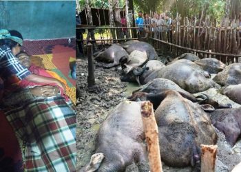 Sintor Habeahan, Parmahan di Tapteng dan Belasan Kerbaunya Tewas Tersambar Petir