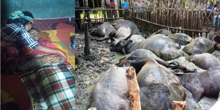 Sintor Habeahan, Parmahan di Tapteng dan Belasan Kerbaunya Tewas Tersambar Petir
