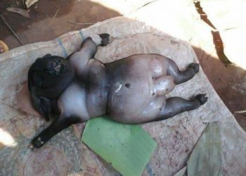 Sejumlah Fenomena Alam nan Langka dan Aneh Tersiar di Media Sosial