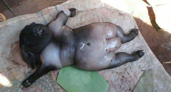 Sejumlah Fenomena Alam nan Langka dan Aneh Tersiar di Media Sosial Sejumlah Fenomena Alam nan Langka dan Aneh Tersiar di Media Sosial