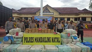 Setengah Ton Daun Ganja dan Senjata Api Diamankan Polres Madina dari Jalan Lintas Sumatera