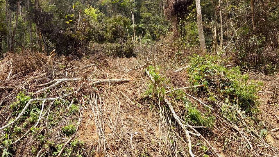 Gawat! Netizen Posting Video dan Foto Perambahan Hutan Kawasan Danau Toba, Polisi Malah Cari Tahu Pemilik Akun...