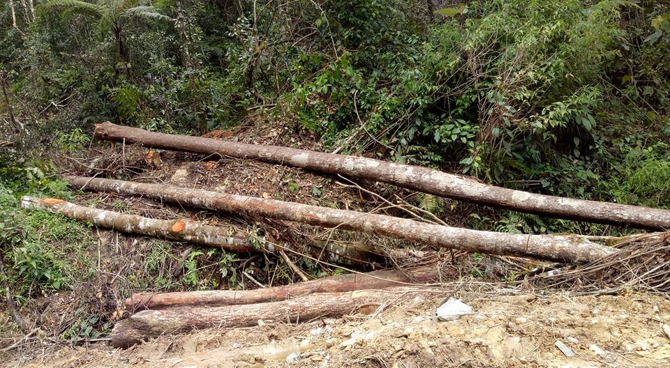 Gawat! Netizen Posting Video dan Foto Perambahan Hutan Kawasan Danau Toba, Polisi Malah Cari Tahu Pemilik Akun...