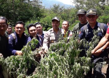 Ribuan Batang Ganja Siap Panen Ditemukan di Perbukitan