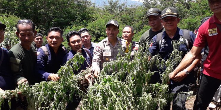 Ribuan Batang Ganja Siap Panen Ditemukan di Perbukitan Ribuan Batang Ganja Siap Panen Ditemukan di Perbukitan