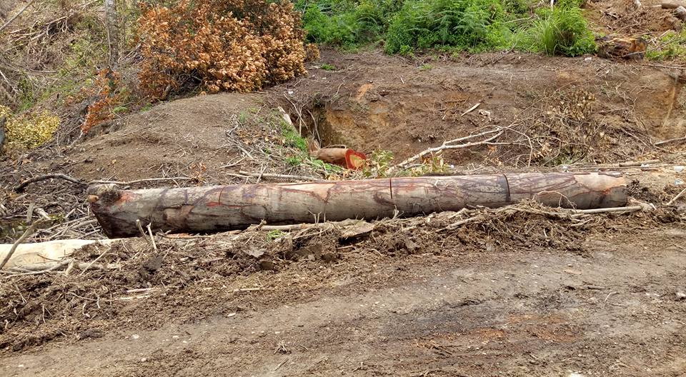 Gawat! Netizen Posting Video dan Foto Perambahan Hutan Kawasan Danau Toba, Polisi Malah Cari Tahu Pemilik Akun...