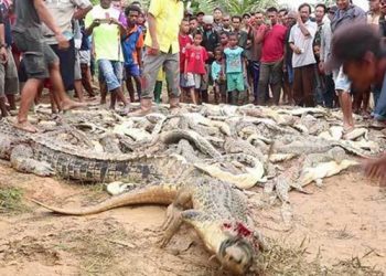 Ratusan Buaya Piaraan Albert Siahaan Dibantai Warga. Ini Penyebabnya...