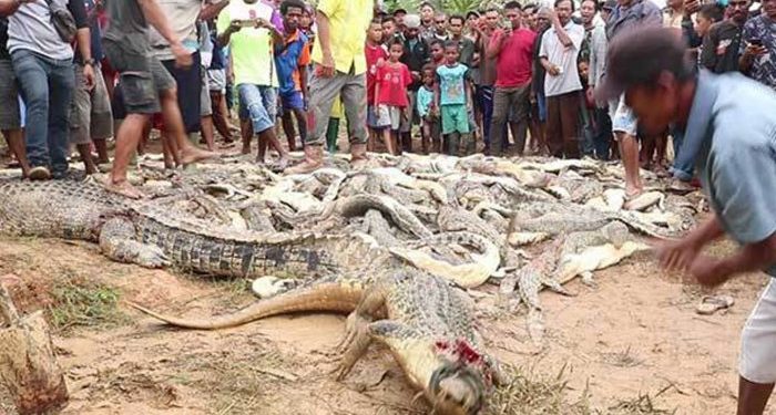 Ratusan Buaya Piaraan Albert Siahaan Dibantai Warga. Ini Penyebabnya...