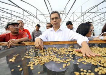 Ingin Kembalikan Kejayaan Kopi Sidikalang, Petani: Jangan Beri Kami Bibit Asal-asalan