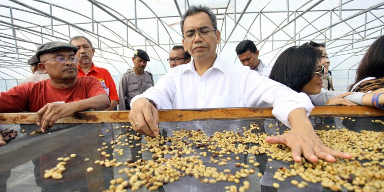 Ingin Kembalikan Kejayaan Kopi Sidikalang, Petani: Jangan Beri Kami Bibit Asal-asalan