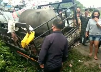 Ternak Kerbaunya Dicuri, Jordan Aruan dan Anaknya Terkapar Ditabrak Pelaku di Laguboti