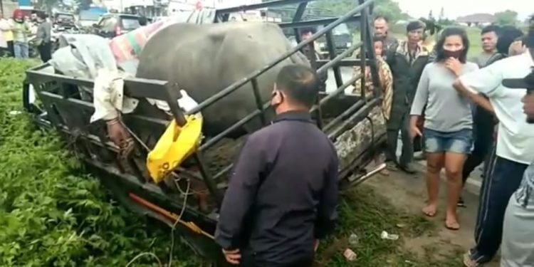 Ternak Kerbaunya Dicuri, Jordan Aruan dan Anaknya Terkapar Ditabrak Pelaku di Laguboti Ternak Kerbaunya Dicuri, Jordan Aruan dan Anaknya Terkapar Ditabrak Pelaku di Laguboti