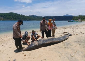 Seekor Paus Ditemukan Mati Terdampar di Pantai Tengor Cukuh Balak