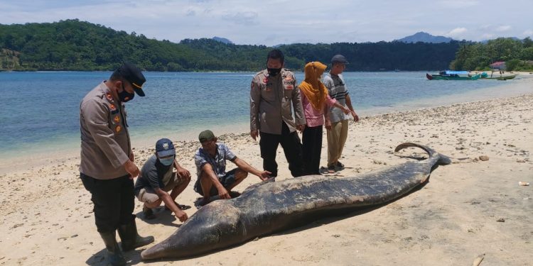 Seekor Paus Ditemukan Mati Terdampar di Pantai Tengor Cukuh Balak