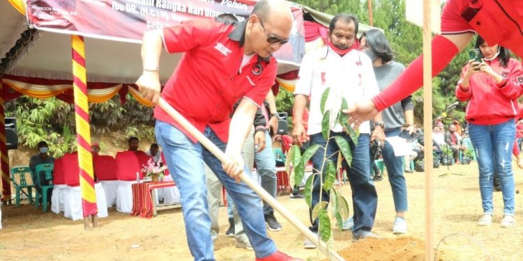 HUT ke-48 PDI-P, Bupati Taput Tanam 2500 Pohon di Area Salib Kasih
