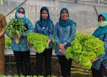 Dukung Program Ketahanan Pangan Nasional di Tengah Pandemi, TP PKK Pondok Sayur Galakkan Pertanian Sayur Hidroponik di Siantar