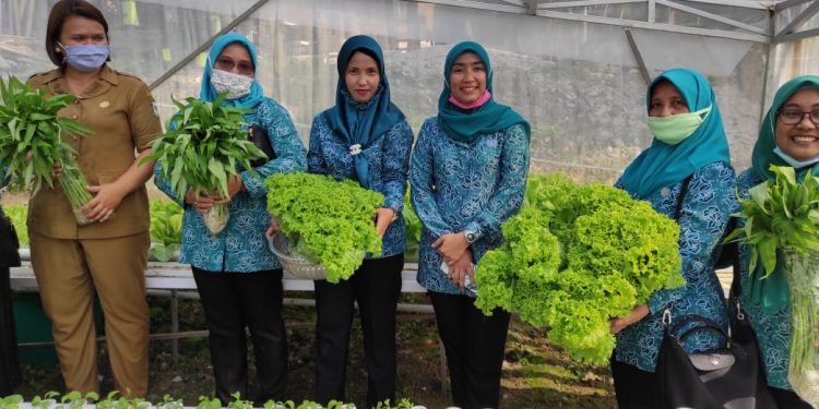 Dukung Program Ketahanan Pangan Nasional di Tengah Pandemi, TP PKK Pondok Sayur Galakkan Pertanian Sayur Hidroponik di Siantar