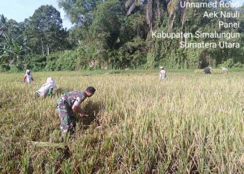 Kemanunggalan TNI, Personel Jajaran Kodim 0207/Simalungun Bantu Petani Panen Padi