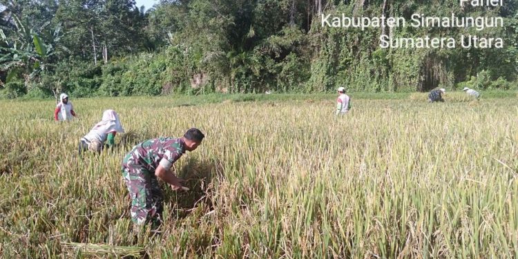 Kemanunggalan TNI, Personel Jajaran Kodim 0207/Simalungun Bantu Petani Panen Padi
