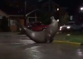 Bikin Heboh, Gajah Laut Muncul di Tengah Jalan Pemukiman