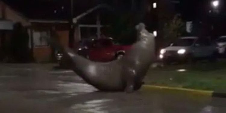 Bikin Heboh, Gajah Laut Muncul di Tengah Jalan Pemukiman