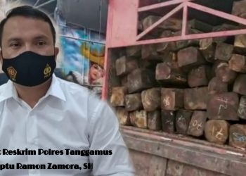 Polres Tanggamus Tangkap Perantara Order Pengangkutan Ileggal Logging 