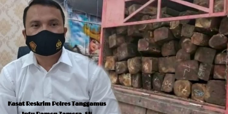 Polres Tanggamus Tangkap Perantara Order Pengangkutan Ileggal Logging 