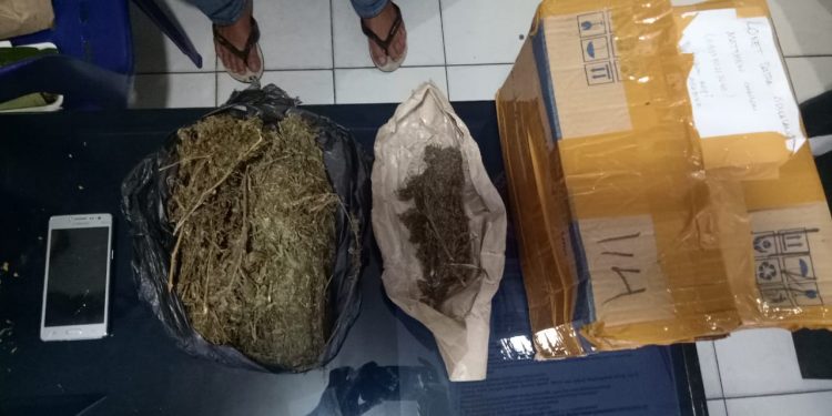 Ganja dalam Kardus Dipaketkan dari Medan ke Sidikalang via Bus Datra, Seorang Mahasiswa Diciduk Ganja dalam Kardus Dipaketkan dari Medan ke Sidikalang via Bus Datra, Seorang Mahasiswa Diciduk