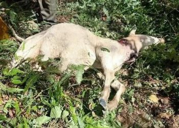 Dua Ekor Ternak Lembu Warga Kembali Diterkam Harimau