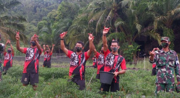 Danyonif 8 Marinir Bersama Prajurit Panen Cabe di Kebun Ketahanan Pangan Batalyon Infanteri 8 Mar Danyonif 8 Marinir Bersama Prajurit Panen Cabe di Kebun Ketahanan Pangan Batalyon Infanteri 8 Mar
