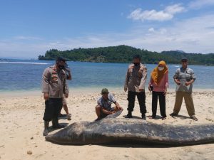 Seekor Paus Ditemukan Mati Terdampar di Pantai Tengor Cukuh Balak