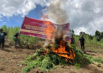 Brigjen Pol Krisno Siregar Musnahkan 5 Hektare Ladang Ganja dan Ringkus 3 Tersangka