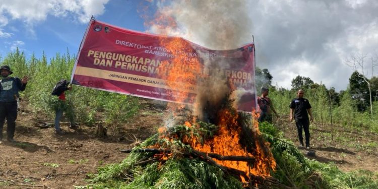 Brigjen Pol Krisno Siregar Musnahkan 5 Hektare Ladang Ganja dan Ringkus 3 Tersangka Brigjen Pol Krisno Siregar Musnahkan 5 Hektare Ladang Ganja dan Ringkus 3 Tersangka