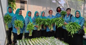 Dukung Program Ketahanan Pangan Nasional di Tengah Pandemi, TP PKK Pondok Sayur Galakkan Pertanian Sayur Hidroponik di Siantar