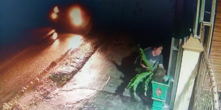 Tengah Malam, Gelombang Cinta milik Rosenta Pardede Dicuri, Pelaku Terekam CCTV Tengah Malam, Gelombang Cinta milik Rosenta Pardede Dicuri, Pelaku Terekam CCTV