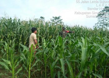 Personel Kodim 0207/Simalungun Bantu Petani Sukseskan Swasembada Pangan