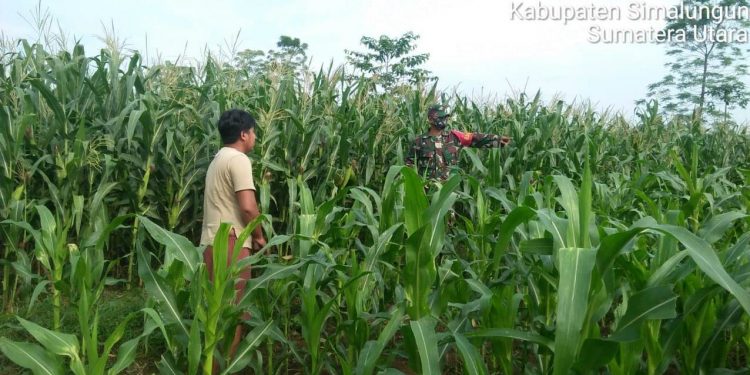 Personel Kodim 0207/Simalungun Bantu Petani Sukseskan Swasembada Pangan Personel Kodim 0207/Simalungun Bantu Petani Sukseskan Swasembada Pangan