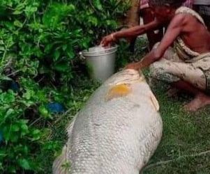 Nenek Temukan Ikan Mati Raksasa, Dijual Laku Rp65 Juta dan Kaya Mendadak