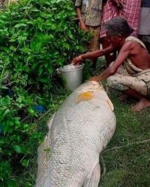 Nenek Temukan Ikan Mati Raksasa, Dijual Laku Rp65 Juta dan Kaya Mendadak