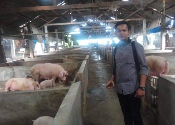 Ternak Babi Di Silomangi Diduga Tidak Miliki Izin