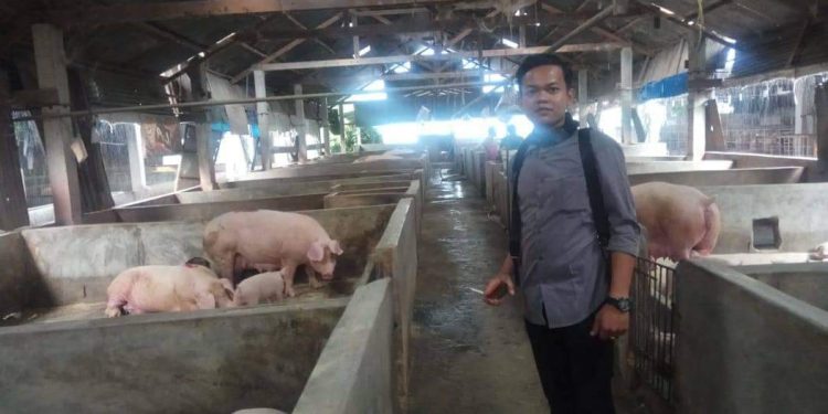 Ternak Babi Di Silomangi Diduga Tidak Miliki Izin Ternak Babi Di Silomangi Diduga Tidak Miliki Izin