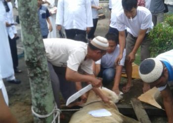 Perayaan Idul Adha 1439H, Pemko Siantar Kurban 5 Ekor Sapi