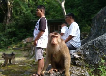 BPODT Dorong Pengembangan Parapat Monkey Forest, Danau Toba