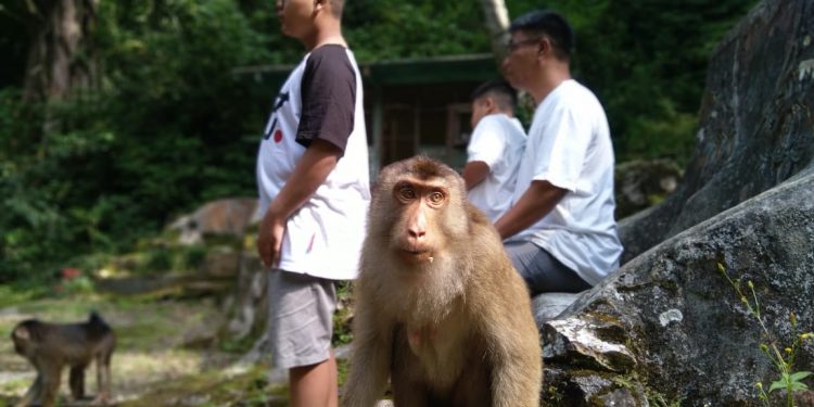 BPODT Dorong Pengembangan Parapat Monkey Forest, Danau Toba BPODT Dorong Pengembangan Parapat Monkey Forest, Danau Toba