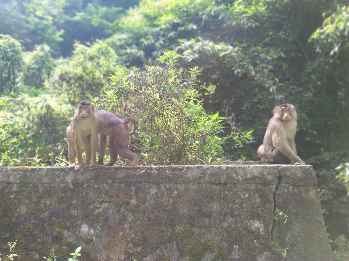 BPODT Dorong Pengembangan Parapat Monkey Forest, Danau Toba BPODT Dorong Pengembangan Parapat Monkey Forest, Danau Toba