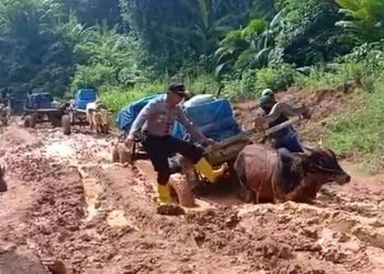 Viral, Distribusi Surat Suara Pemilu 2019 Gunakan Tenaga Sapi